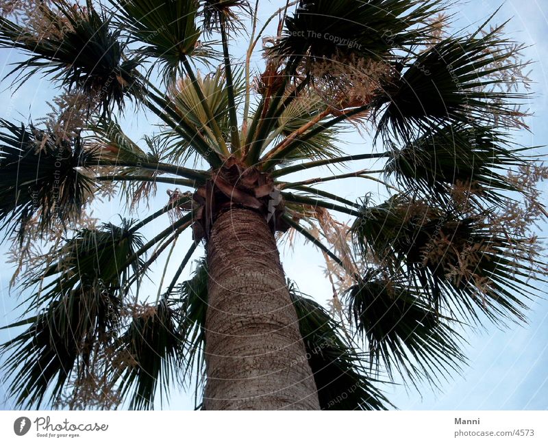 palm Palm tree Tree Large Tall