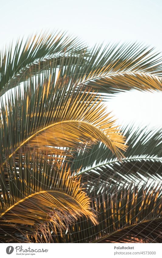 #A0# Palm green Palm tree Palm frond palms Palm beach Palm roof Palm leaf wallpaper palm branches palm garden Fuerteventura Canaries Canary Islands