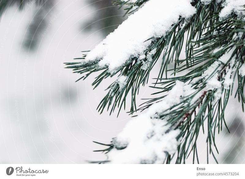 pine trees snow