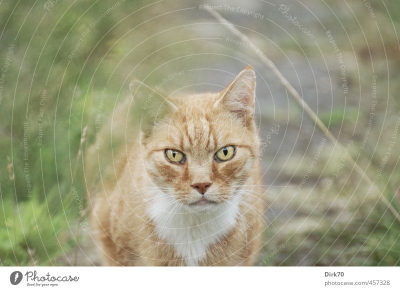 Eye contact - if you blink, you lose. Grass Moss Garden Park Meadow Lanes & trails Animal Pet Cat Land-based carnivore 1 Observe Hunting Looking Threat Cold