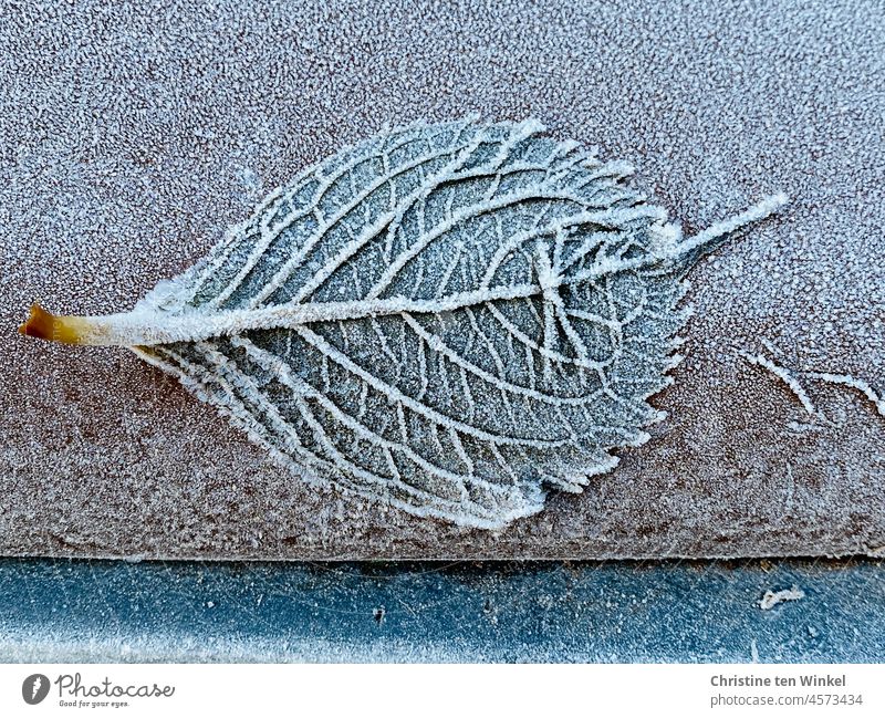 View of the beautifully ribbed underside of a leaf frozen to the lid of the organic waste bin Frost Frozen Leaf Rachis Underside of a leaf Autumn Cold Winter