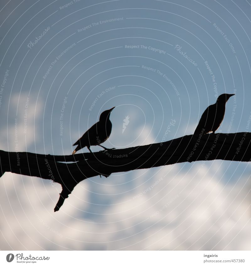 Stay with me. Nature Sky Clouds Branch Twig Animal Wild animal Bird Starling 2 Rutting season Observe Crouch Listening Wait Dark Tall Blue Black White Moody