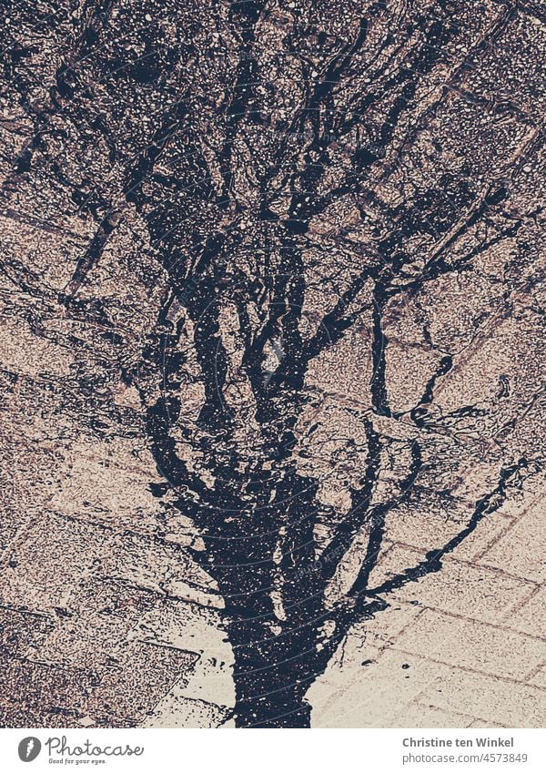 A tree with bare branches is reflected in a puddle Puddle Tree reflection puddle mirroring bare tree Paving stone paving after the rain Gloomy Reflection Water
