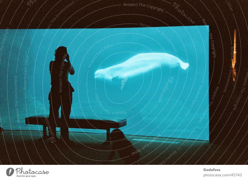 Beluga boy Canada Whale Aquarium Underwater photo Blue