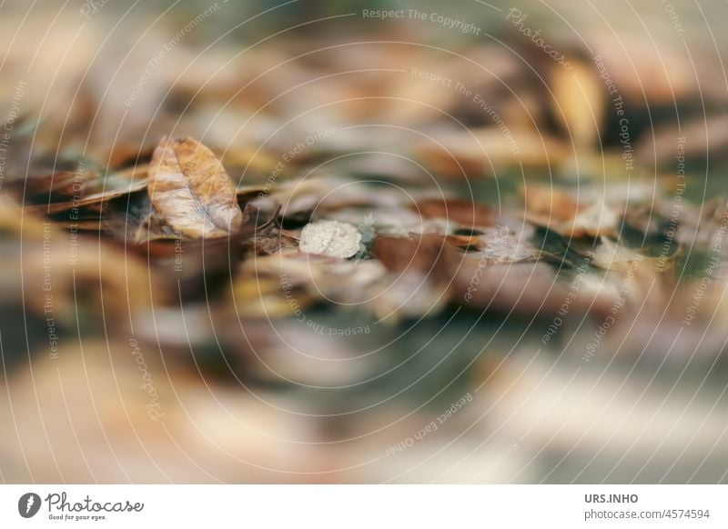 Autumn leaves cover the meadow foliage blurriness Autumnal Nature Early fall Exterior shot Autumnal colours autumn mood Seasons Autumnal weather Transience