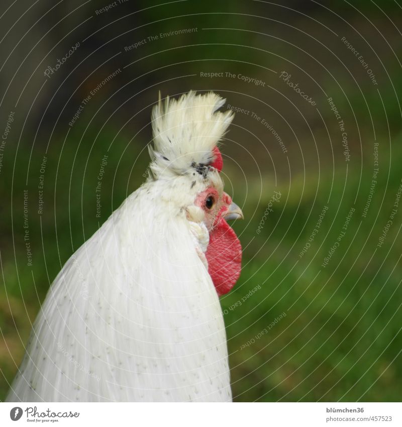 Subtenants | with the best hairstyle Animal Farm animal Bird Animal face Barn fowl 1 Observe Listening Elegant Happiness Beautiful Uniqueness Funny