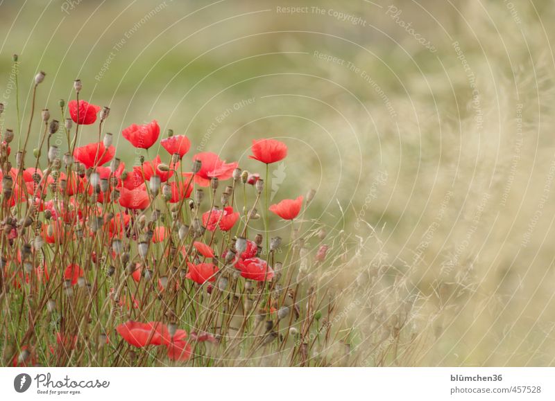 late summer Environment Nature Plant Autumn Flower Blossom Poppy Poppy blossom Poppy field Herbaceous plants Field Movement Blossoming Illuminate Faded