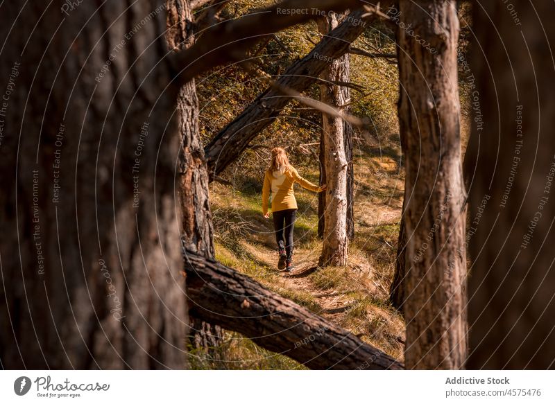 Unrecognizable lady walking in autumn woods woman hiker nature trekking forest woodland tree travel female explore trip wanderlust adventure spain tourist