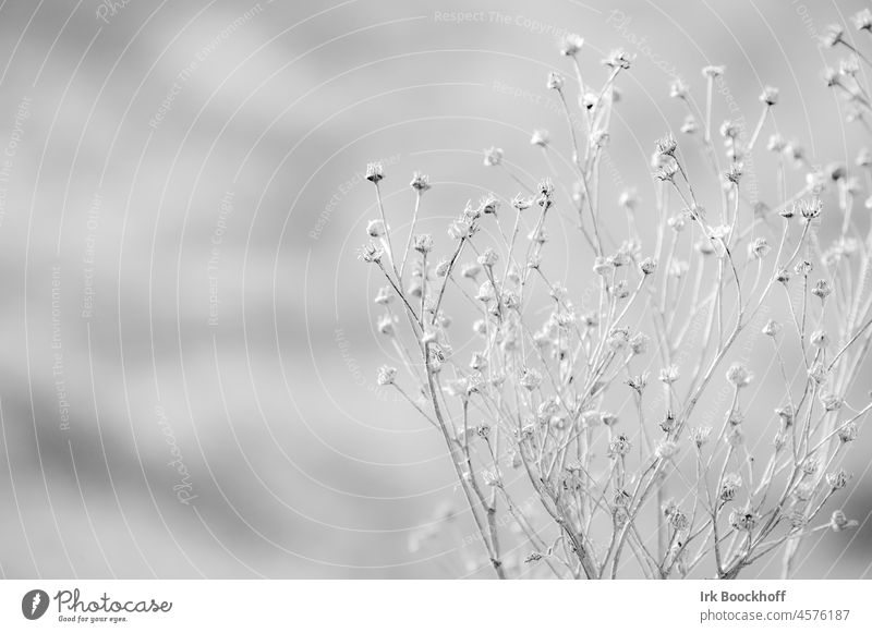 delicate grasses against neutral background in black and white blurriness Reflection Silhouette Contrast Day Light Copy Space bottom Copy Space top