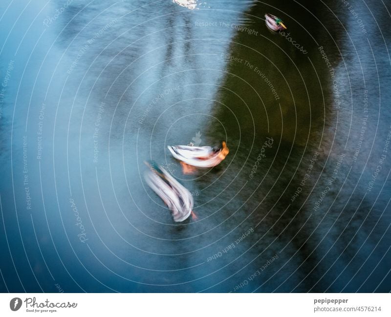 Duck Dance Duck birds Animal Long exposure Long time exposed Exterior shot Nature Bird Poultry animal world Pond Colour photo Deserted Wild animal blurred