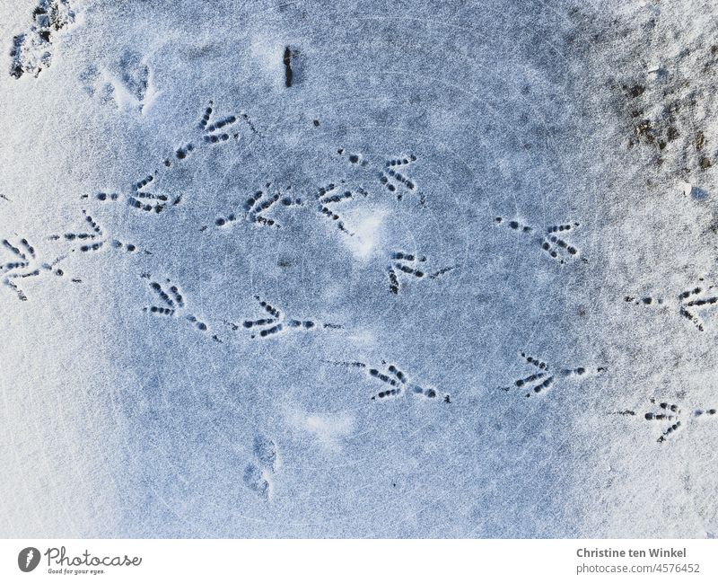 Encounters in the snow tracks in the snow Tracks Snow bird tracks Animal tracks Snow track Winter Cold White Deserted Contrast Nature Snow layer Winter mood