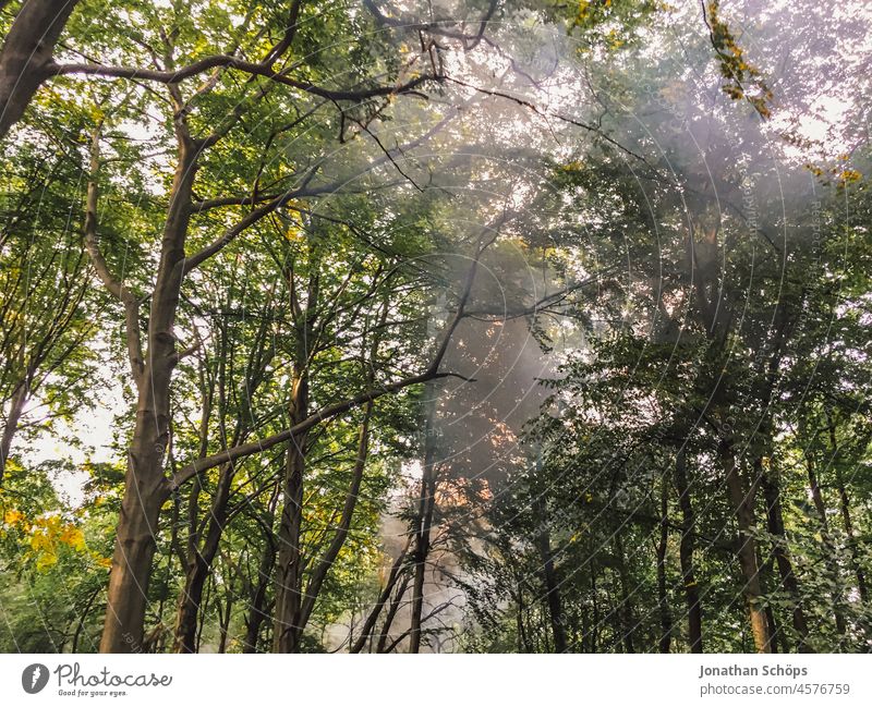 dark smoke in the forest climate crisis Smoke High spirits Arrogant Responsibility Emission Climate change Environmental damage Exterior shot