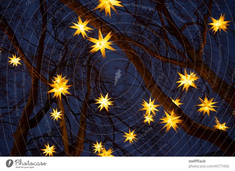 Bright poinsettia decoration in bare trees against dark blue night sky Night Stars Christmas & Advent Illuminate Christmas decoration Christmas star
