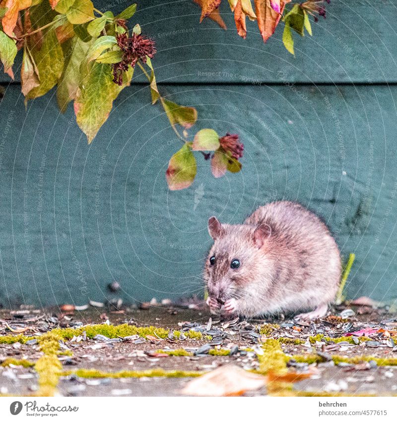 love of animals | sometimes only at second glance Mouse Rat Rodent Nature Wild animal Small Brash Deserted Animal portrait Animal face Exterior shot Curiosity