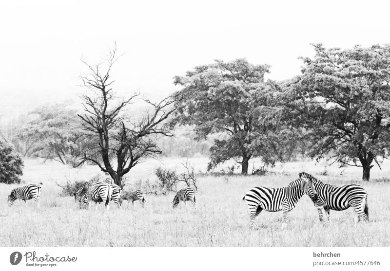 gray in gray | well camouflaged Observe Animal family Impressive especially Striped Contrast Vacation & Travel Tourism Trip Landscape Nature Environment Safari