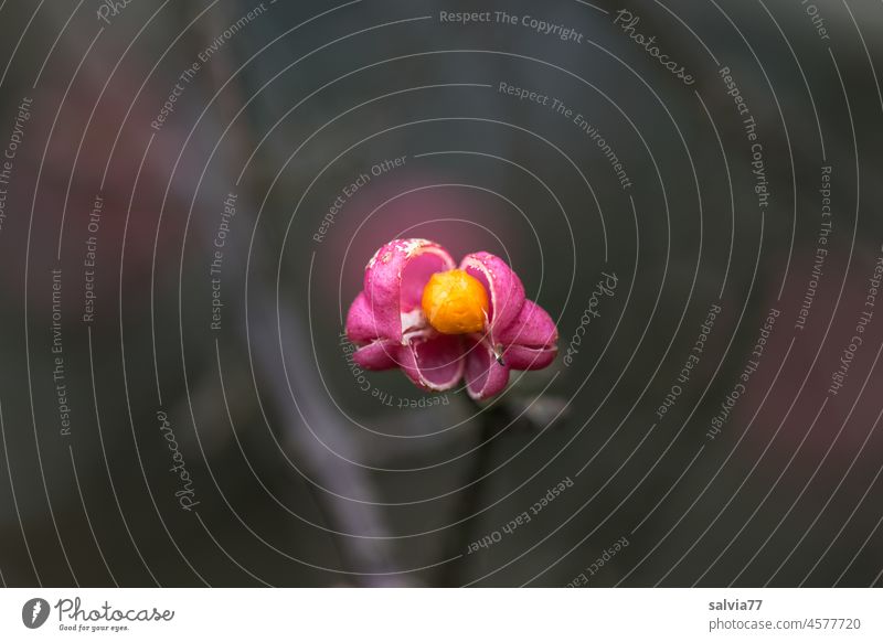 The true core comes out Fruit Plant Autumn spindle bush Common spindle red fruit Contrast Copy Space top Colour photo Nature Shallow depth of field Red Deserted