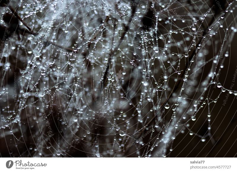 Beauty in the eye of the beholder | Network with droplets Spider's web Drop Drops of water Dew Close-up Shallow depth of field naturally Wet Black & white photo