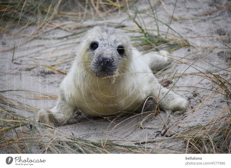 Hello Howler II Gray seal Animal Nature Wild animal Colour photo Exterior shot Environment Day Deserted coast Beach North Sea Seals Island Light naturally