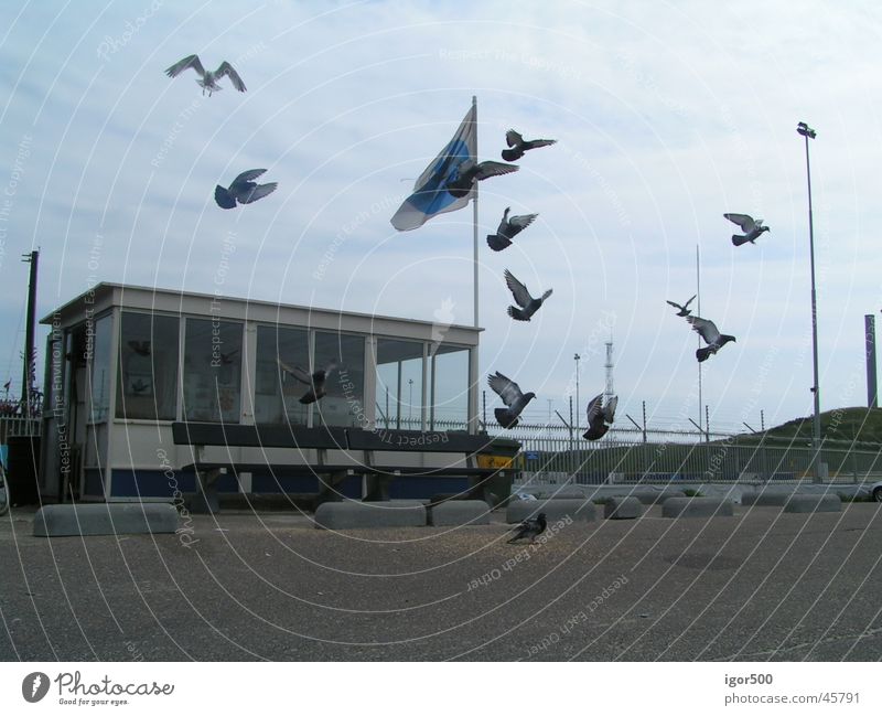 pigeons Pigeon Twilight Harbour Movement