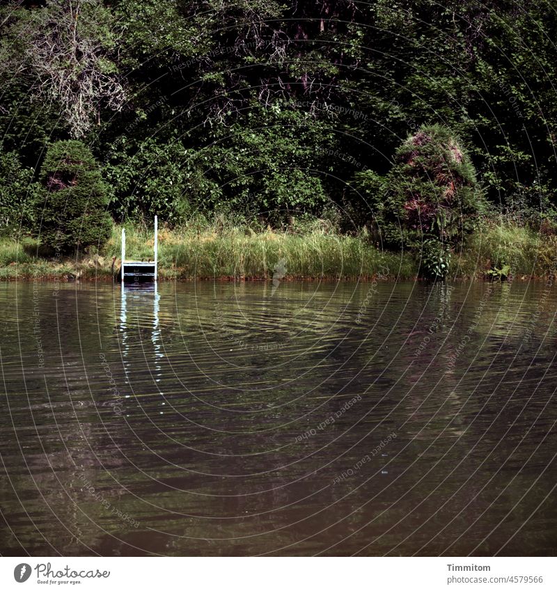 The lake rests still Lake Lonely silent Swimming lake Pool ladder Waves Grass shrubby bank Calm Water Exterior shot Deserted Nature trees