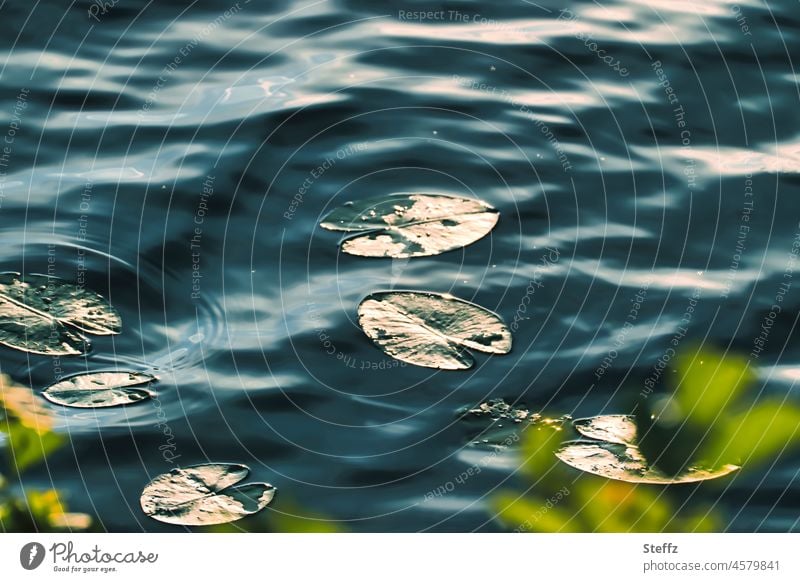 Water lilies in the light Water lily Water lily pads Water lily pond Pond reflection tranquillity aquatic plants Illuminating Flare gold-plated sunny golden