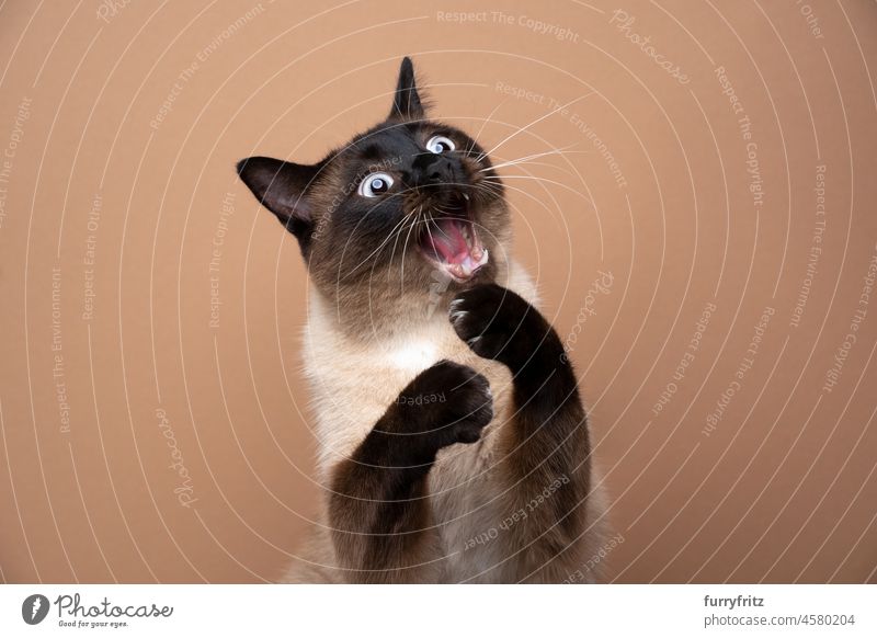 siamese cat playing making funny face with mouth open pets purebred cat seal point chocolate point brown beige one animal indoors studio shot portrait