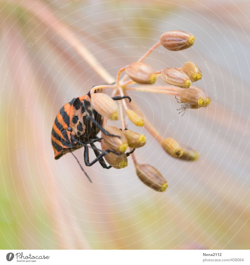 Hold on! Environment Nature Animal Air Summer Plant Blossom Garden Park Meadow Beetle 1 Observe Movement To hold on Fight Orange Red Insect Bug Striped