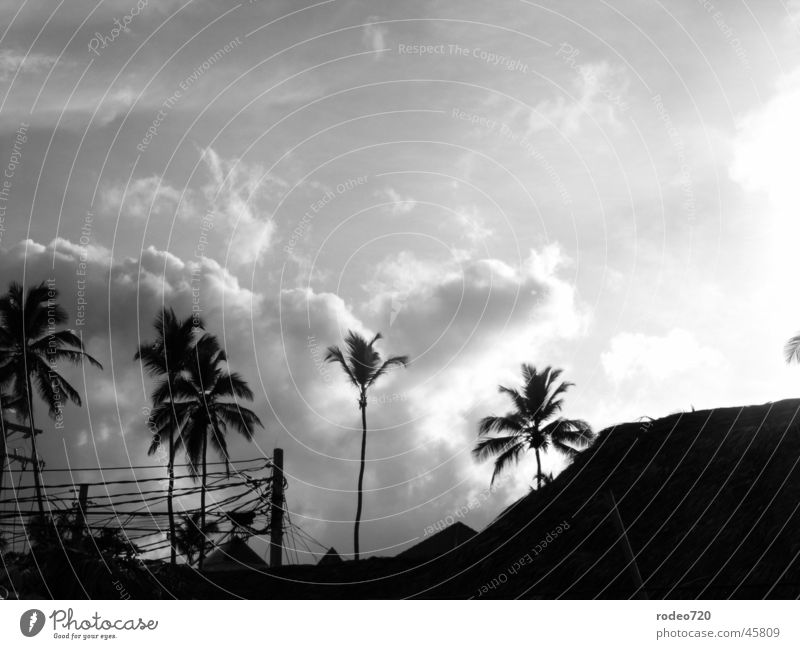 twilight of the gods Palm tree Vacation & Travel Black White