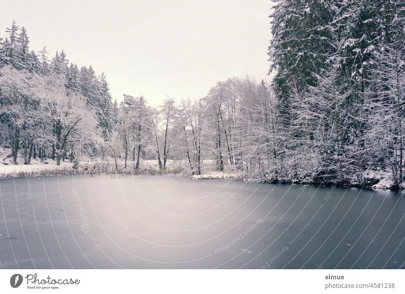 iced lake, surrounded by snow-covered trees / winter / ice surface Lake icy lake Frozen surface Forest Winter forest Snow snowy Snowscape Winter mood Iron blue