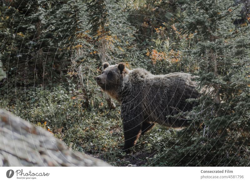 Big Grizzly Bear walking in the forest in the mountains Woods Forest Wildlife Wildlife Photography Wildlife photographer wild grizzly bear Mountains Nature