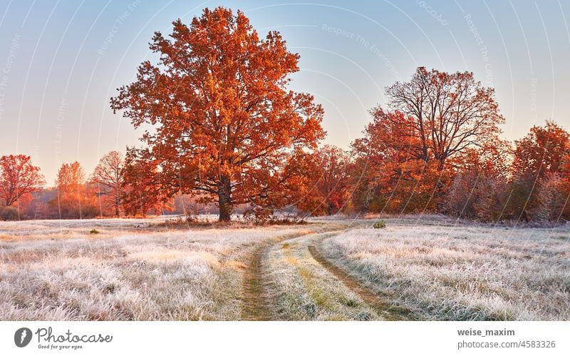 Dirt road on field, oak tree with orange leaves. Season change from autumn to winter. frost snow hoar fall covered rural sunrise season fog nature cold outdoor
