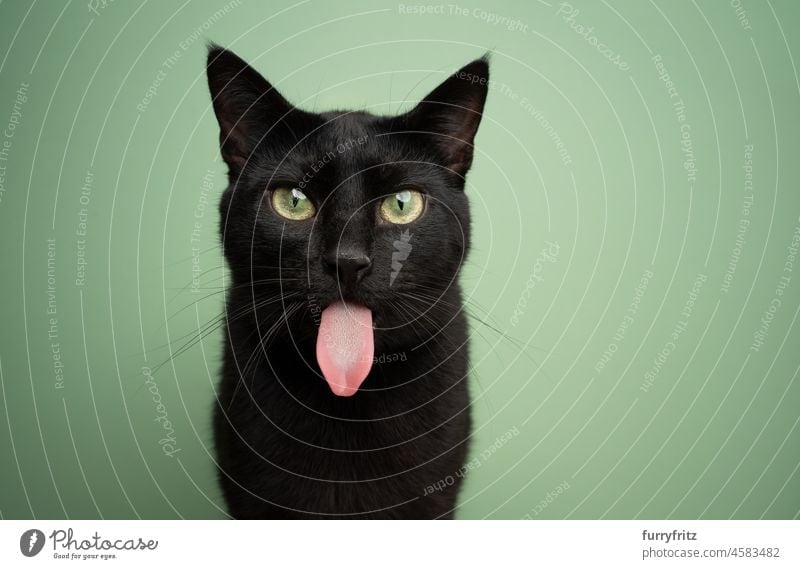 funny black cat making angry face on pink background Stock Photo