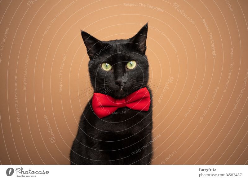 cute black cat wearing red bow tie portrait feline shorthair cat brown background terracotta studio shot looking at camera dressed up funny copy space