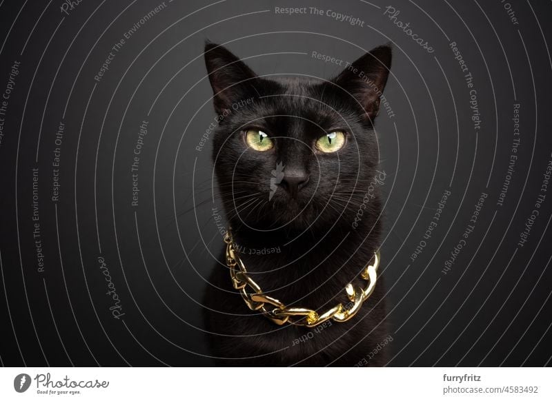 cool black cat wearing gold chain portrait feline shorthair cat curb chain black background studio shot looking at camera dressed up coolness funny cute
