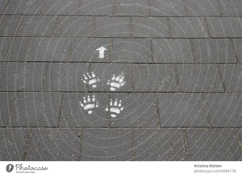 paws and arrow footprints Arrow Paw prints Pawprint step seal track search animal paws Zoo animal park Paperchase treasure hunt off Direction Road marking Clue