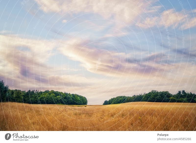 Summer landscape with golden grain crops agricultural fresh rays season straw seed scene harvesting grow light growth view day dry blue corn beautiful violet