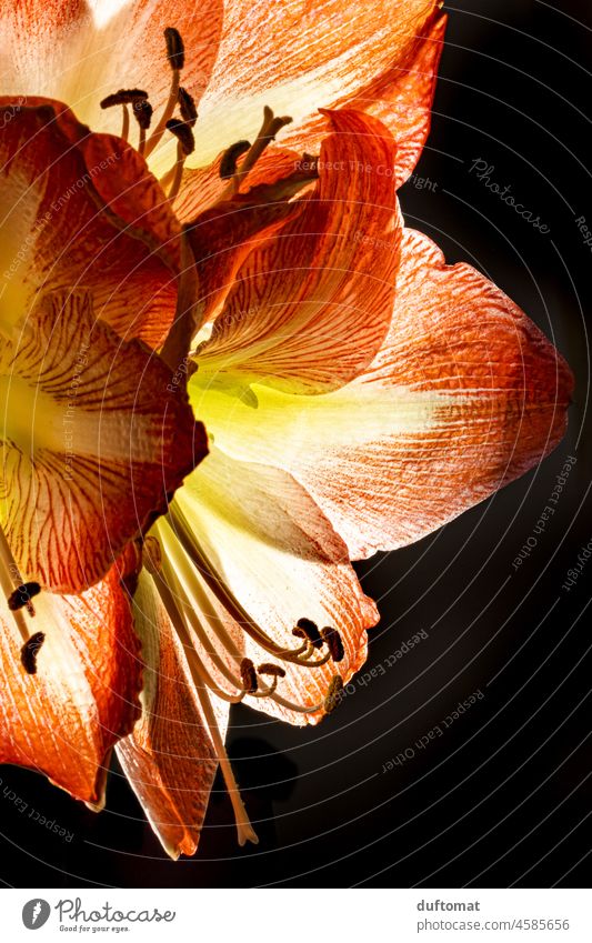 Macro shot of an amaryllis against black background Amaryllis Macro (Extreme close-up) macro macro photography Back-light transmitted Red Close-up Nature Detail