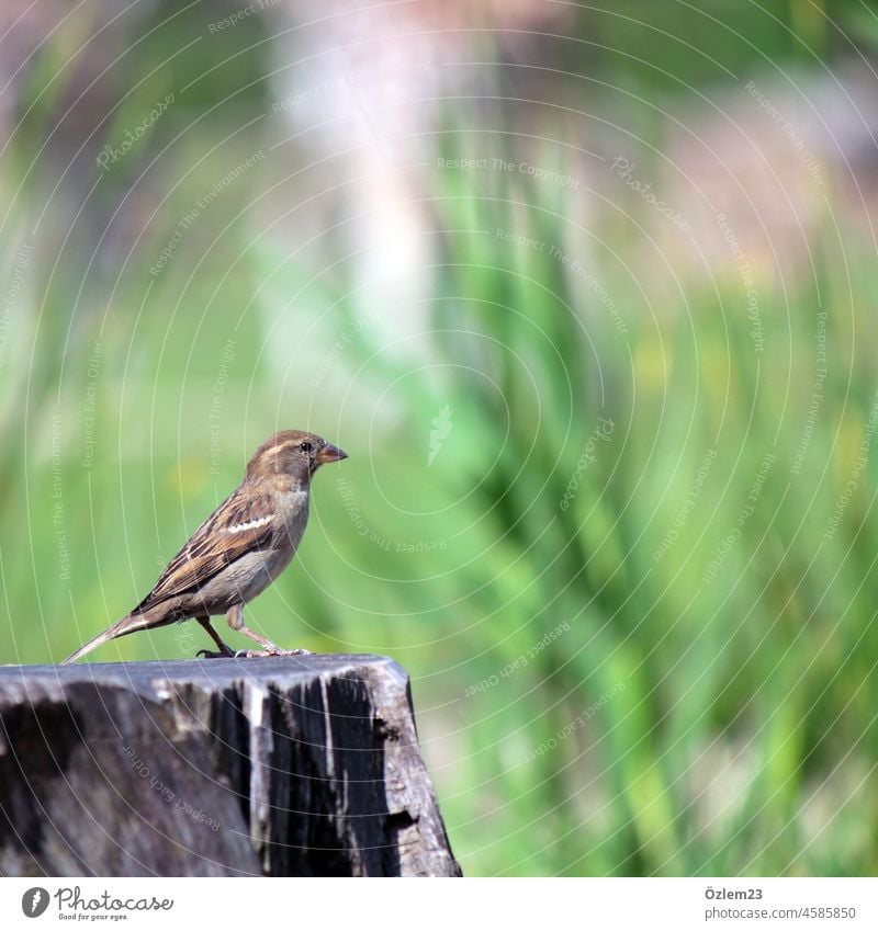 Bird on a tree trunk in nature Nature Tree Tree trunk Exterior shot Animal Colour photo Animal portrait Grand piano Beak Observe Animal face Day