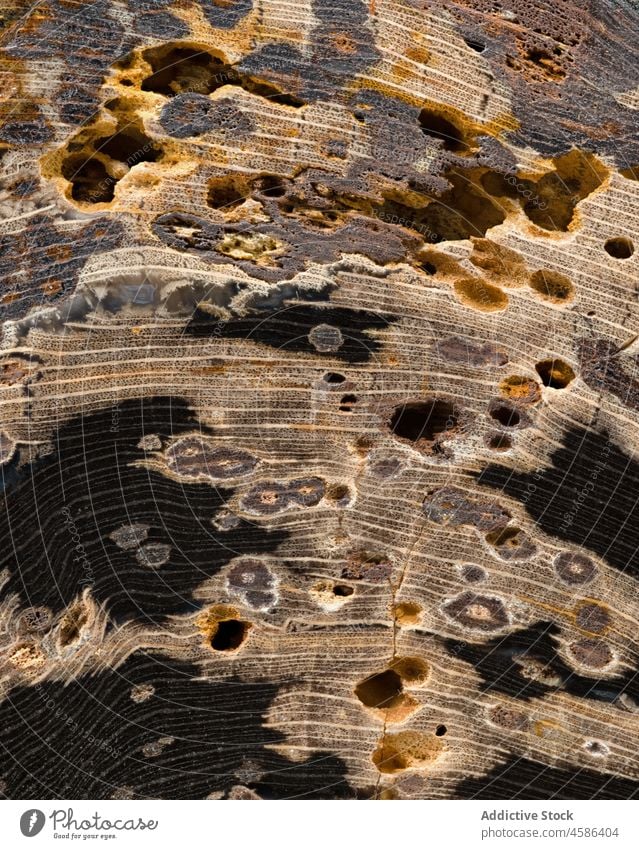 Close up of petrified wood Schinoxylon Wyoming abstract ancient brown close up closeup detail detailed eocene extinct fossil fossilized fossilized wood macro