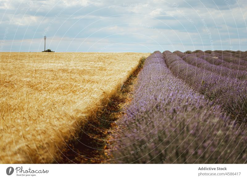 Agricultural field with lavender and wheat nature row agriculture plantation cultivate summer farmland bush grass harvest countryside growth blue sky landscape