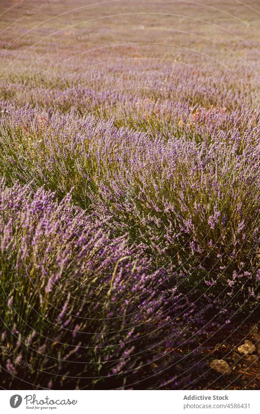 Big violet lavender field row flower picturesque view beautiful purple plant fragrant nature summer colorful countryside garden floral agriculture herb blossom