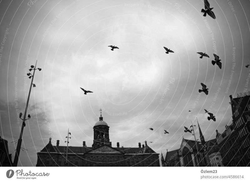 Birds in the sky above a city fly in circles birds Nature Animal Exterior shot Sky Freedom Black & white photo Church