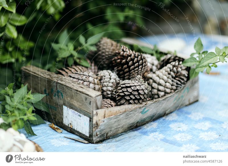 cone Cone Basket Still Life naturally natural light Exterior shot Colour photo Peaceful Garden Park Brown Green Fir cone Coniferous trees Fir tree Foliage plant