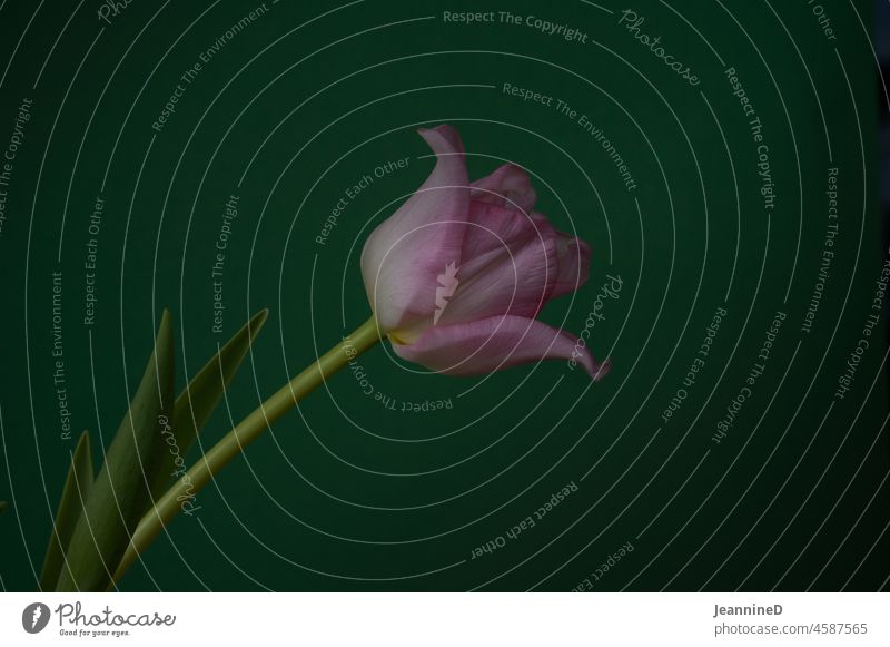 a pink tulip on a green background Green Pink Tulip Still Life Interior shot Spring Flower Blossom tone-in-tone Blossoming Nature Uniqueness Plant Picturesque