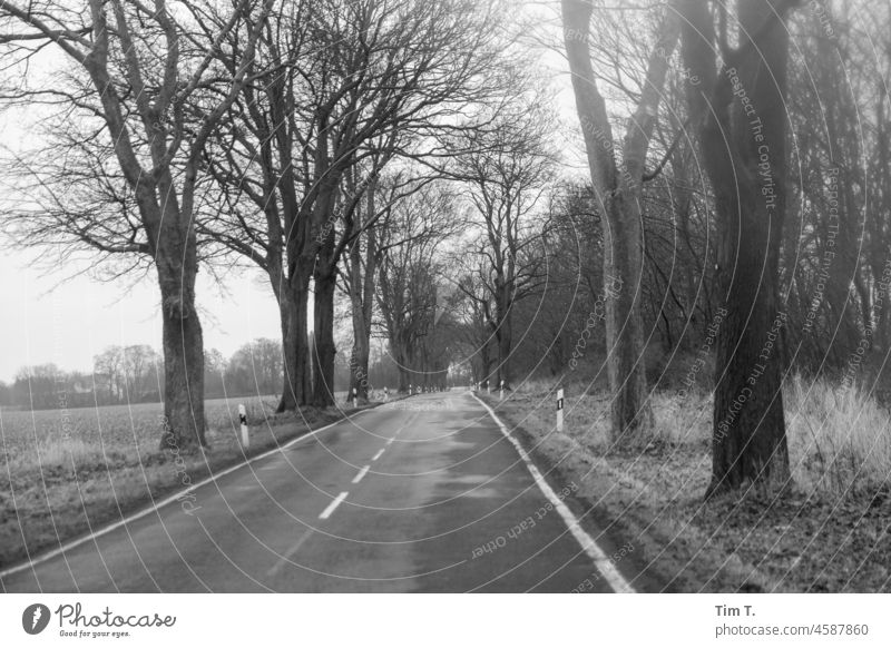 an empty country road in Brandenburg Country road b/w Winter Black & white photo Exterior shot B/W B&W Loneliness Calm Day Deserted Avenue