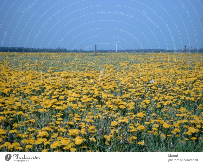 meadow Meadow Dandelion