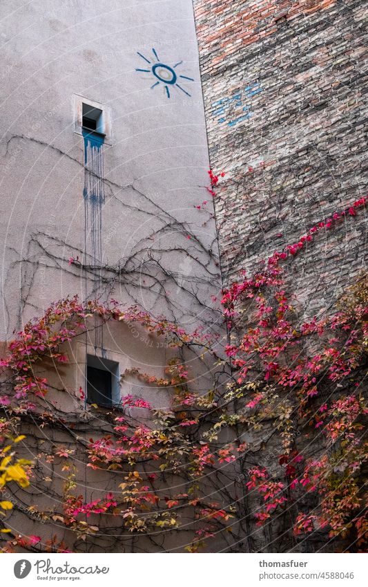 old house wall with graffiti and wild wine in autumn Facade Wall (building) Wall (barrier) Building Architecture Window Town Old Virginia Creeper Vine tendril