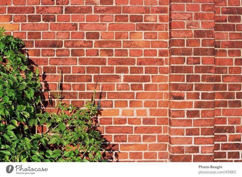 Bricks 4-4 Wall (barrier) Wall (building) Background picture Stone wallpapers bricks red brick red-brick Brick wall