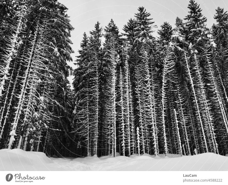 Winter forest - trees stand like fish bones in snow Forest Snow winter landscape snowy Snowscape Winter mood Winter's day Fir tree Fir branch Nature Winter walk