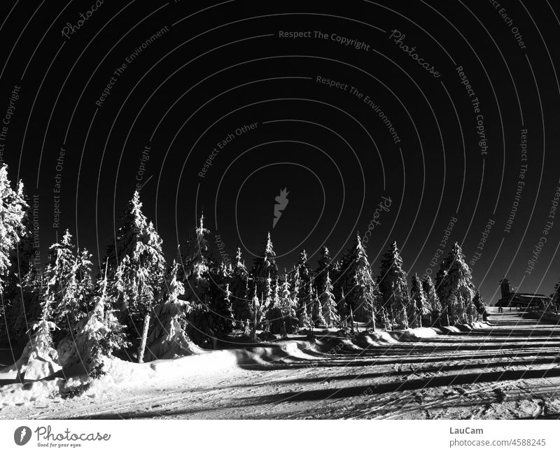 Shadow play in the winter landscape Snow Winter trees snowy White Black & white photo black-and-white Black and white photography firs fir trees Winter mood